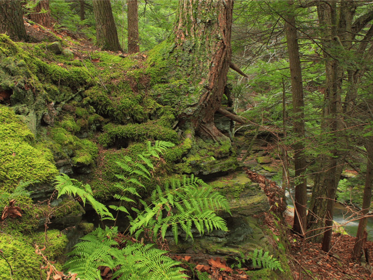 PA DCNR's Smart Forestry: Managing 2.5M Acres for Climate Resilience