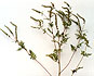 Ragweed Form