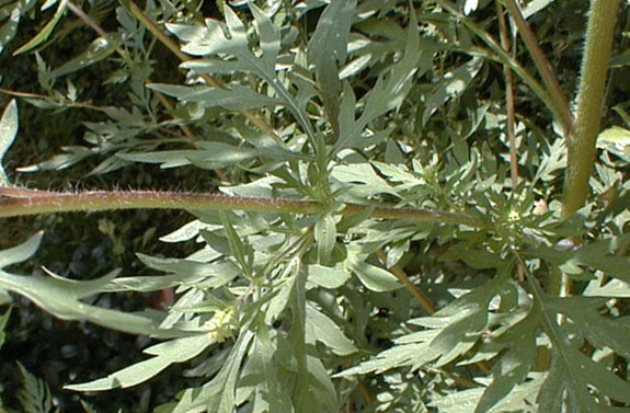 Ragweed Identification | Department of Environmental Protection ...