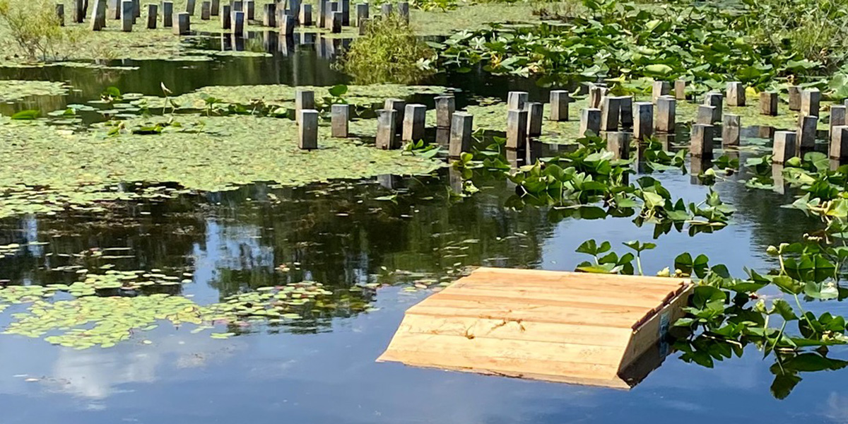 A wooden platform on a lake to act as a turtle basking platform. There are also post structures in the background .