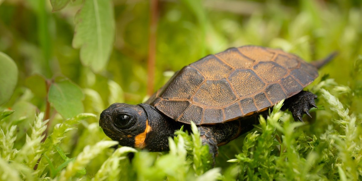 Close up of a juvenile Bog Turtle walking through ferns