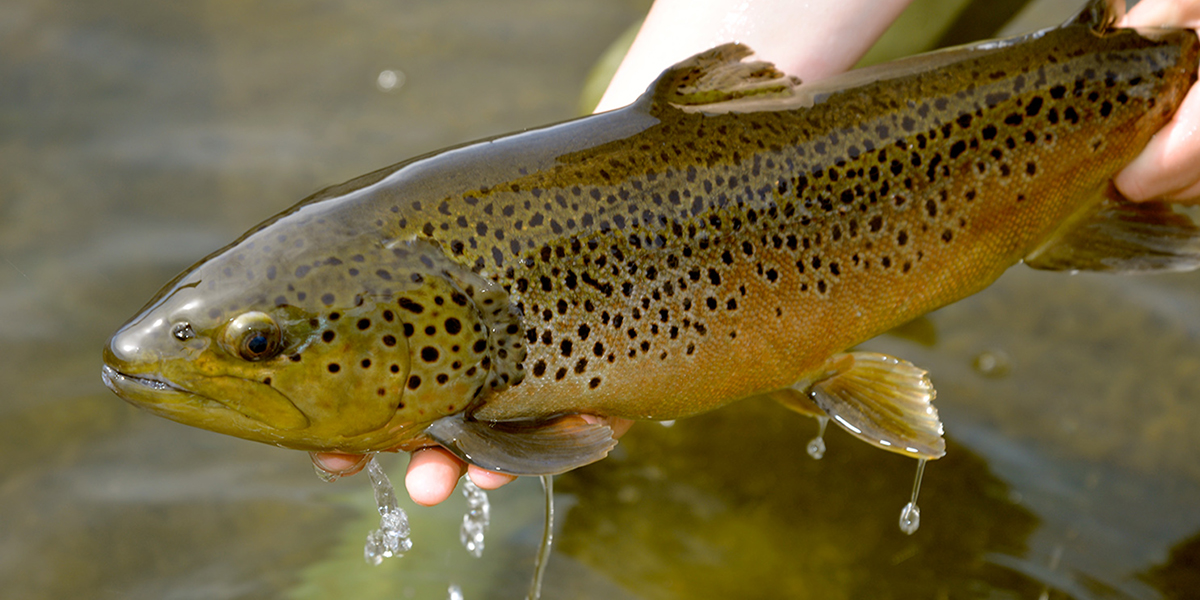 Close-up of someone holding a brown trout out of the water.