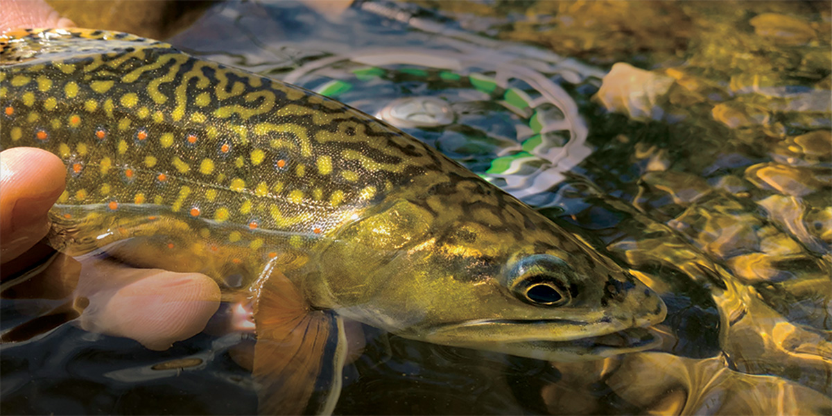 coupons for penn fishing reels Special Senator Star Drag Conventional - Boat The Battle IV is the result of a perfect fusion between our CNC GearTM technology Pure Fishing Discount Codes -