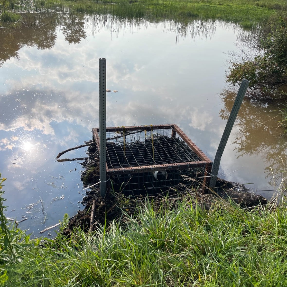 An image of a square cage tied to two metal poles overtop a beaver dam in a low-lying marshy area. 