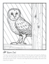 Barn owl