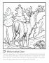 White-tailed deer