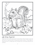Gray squirrel