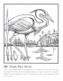 Great blue heron