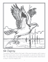 Osprey