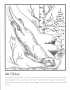 River otter