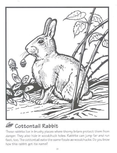 Conttontail rabbit