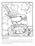 American robin