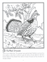 Ruffed grouse