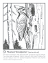 Pileated woodpecker