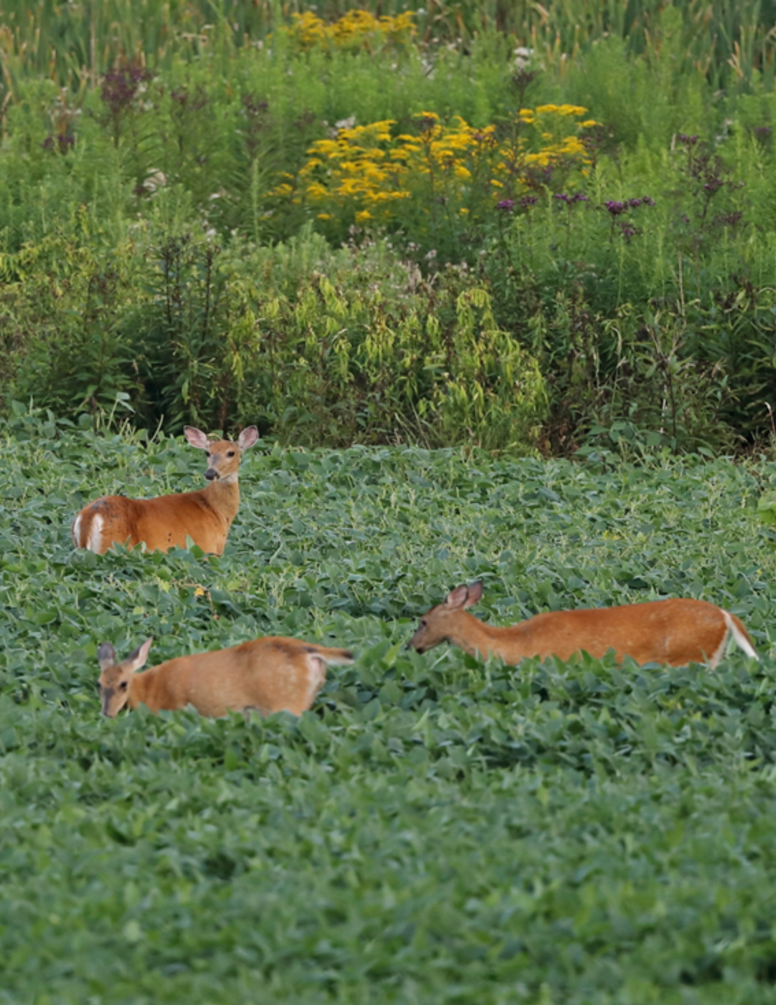 deer in field
