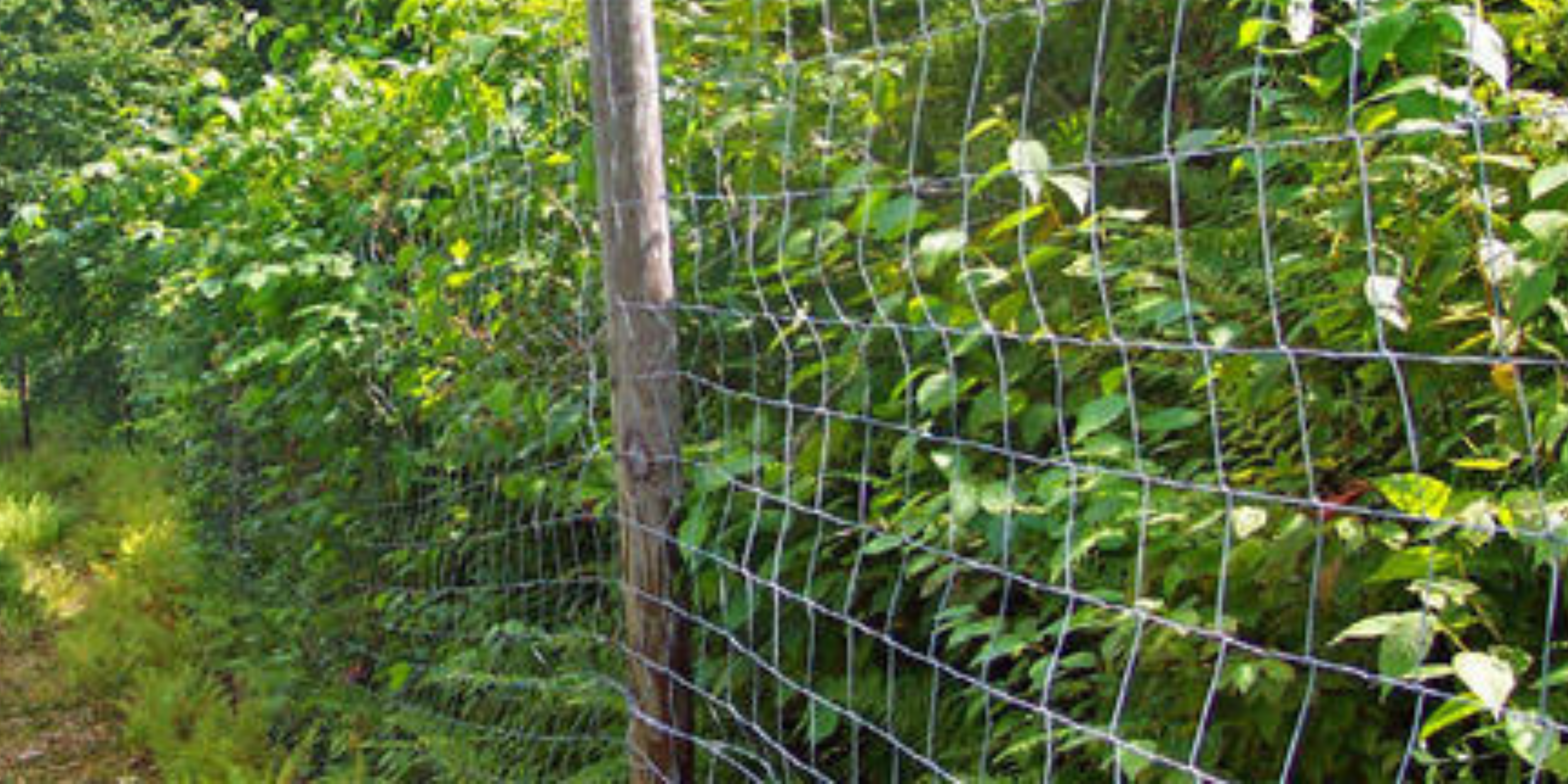Forest Habitats and Deer Deterrent Fencing | Game Commission | Commonwealth of Pennsylvania