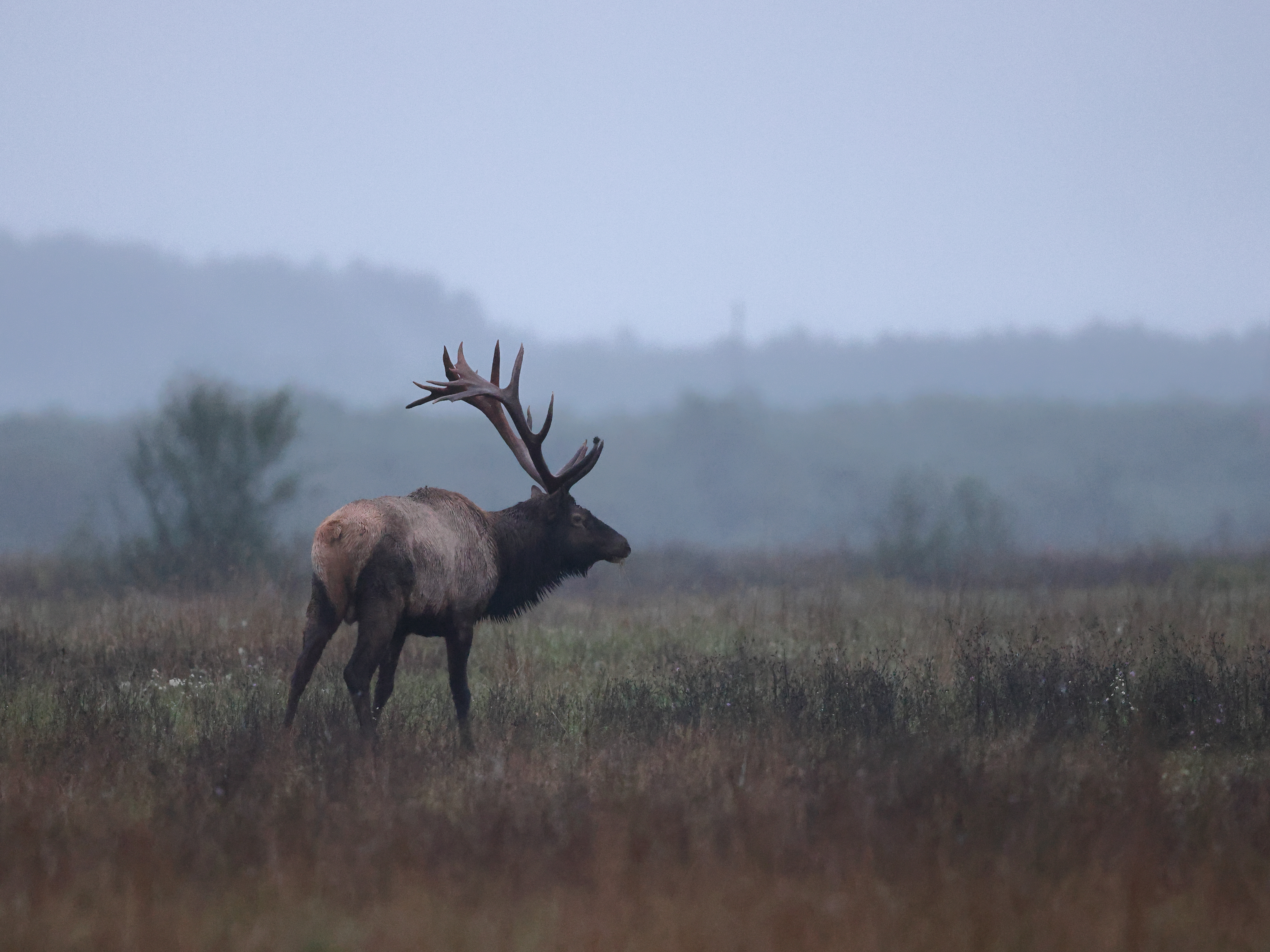 Bull Elk standing in a foggy field