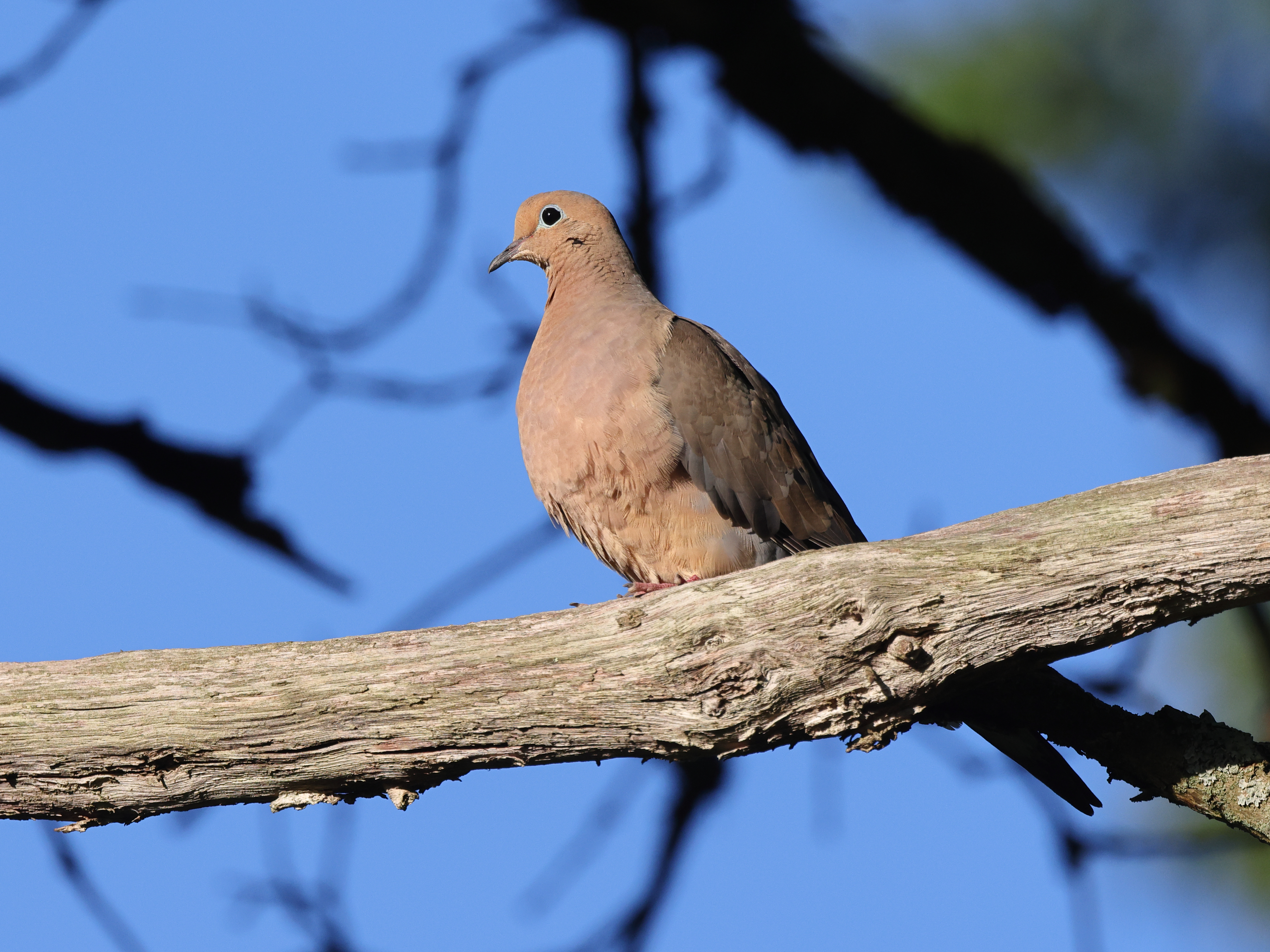 Dove in a tree