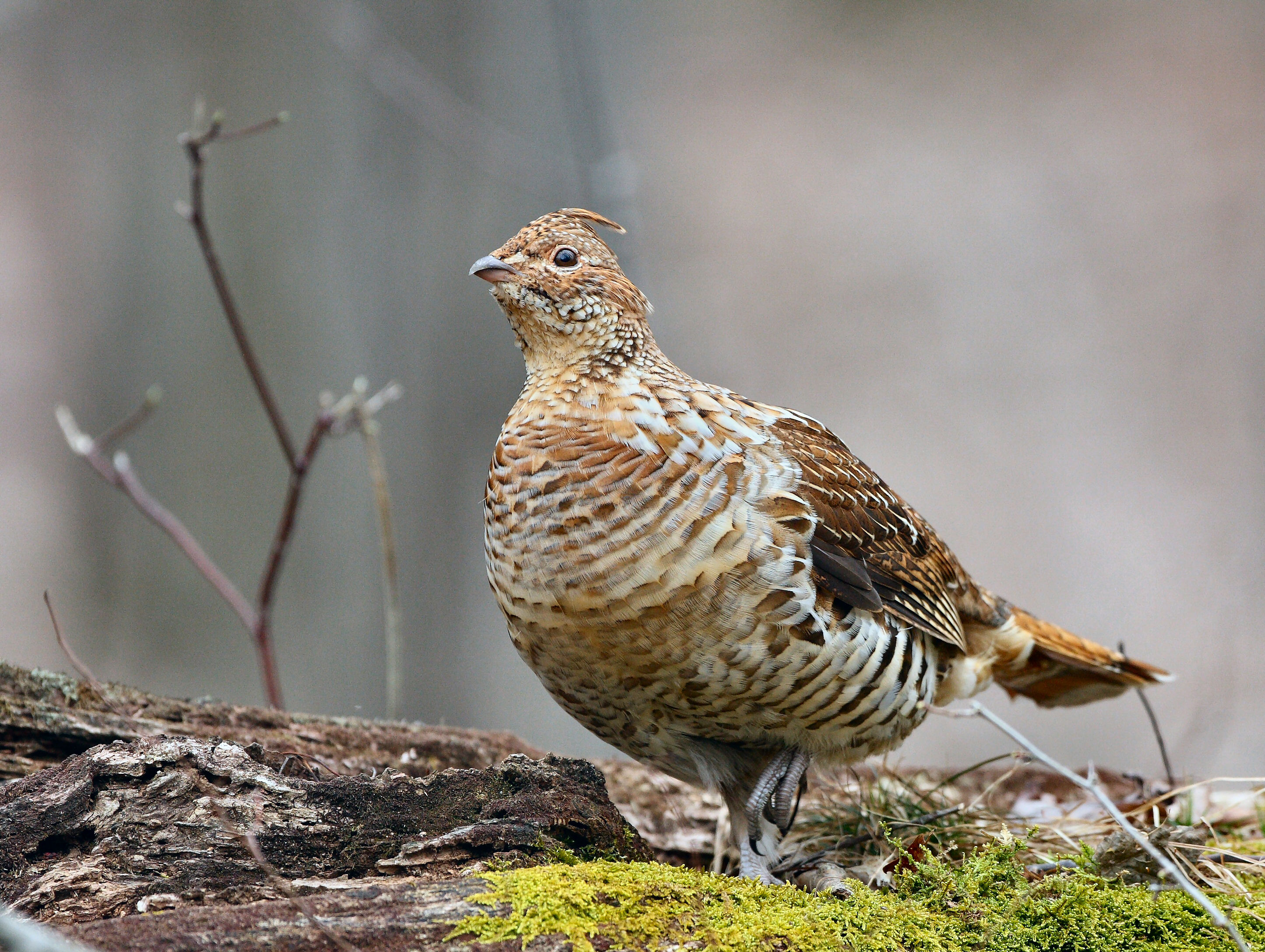 Grouse on moss 