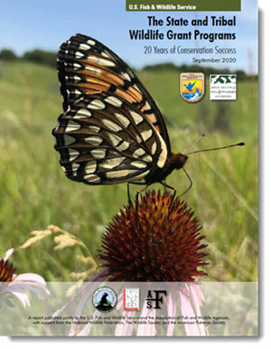 butterfly on cone flower