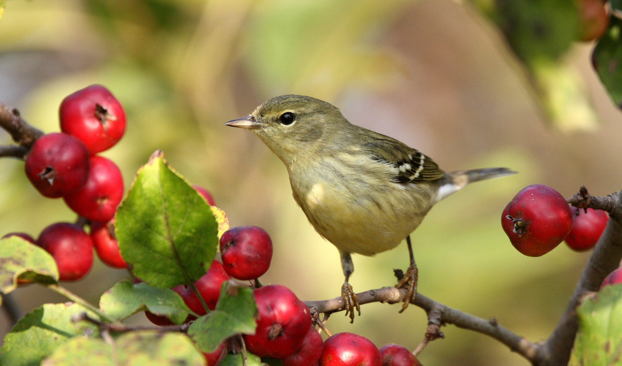 female bird in a red berry tree