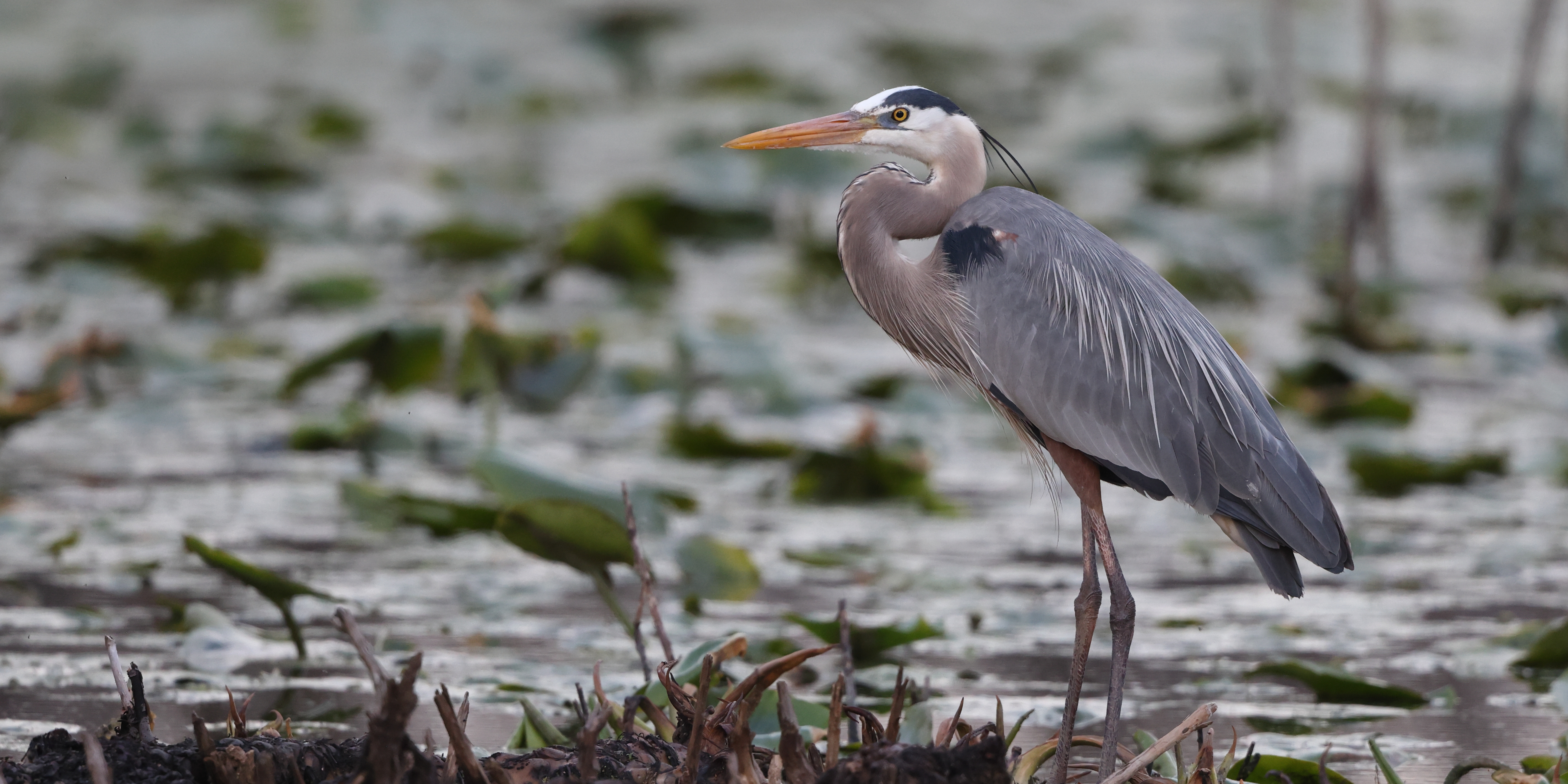 great blue heron | Game Commission | Commonwealth of Pennsylvania