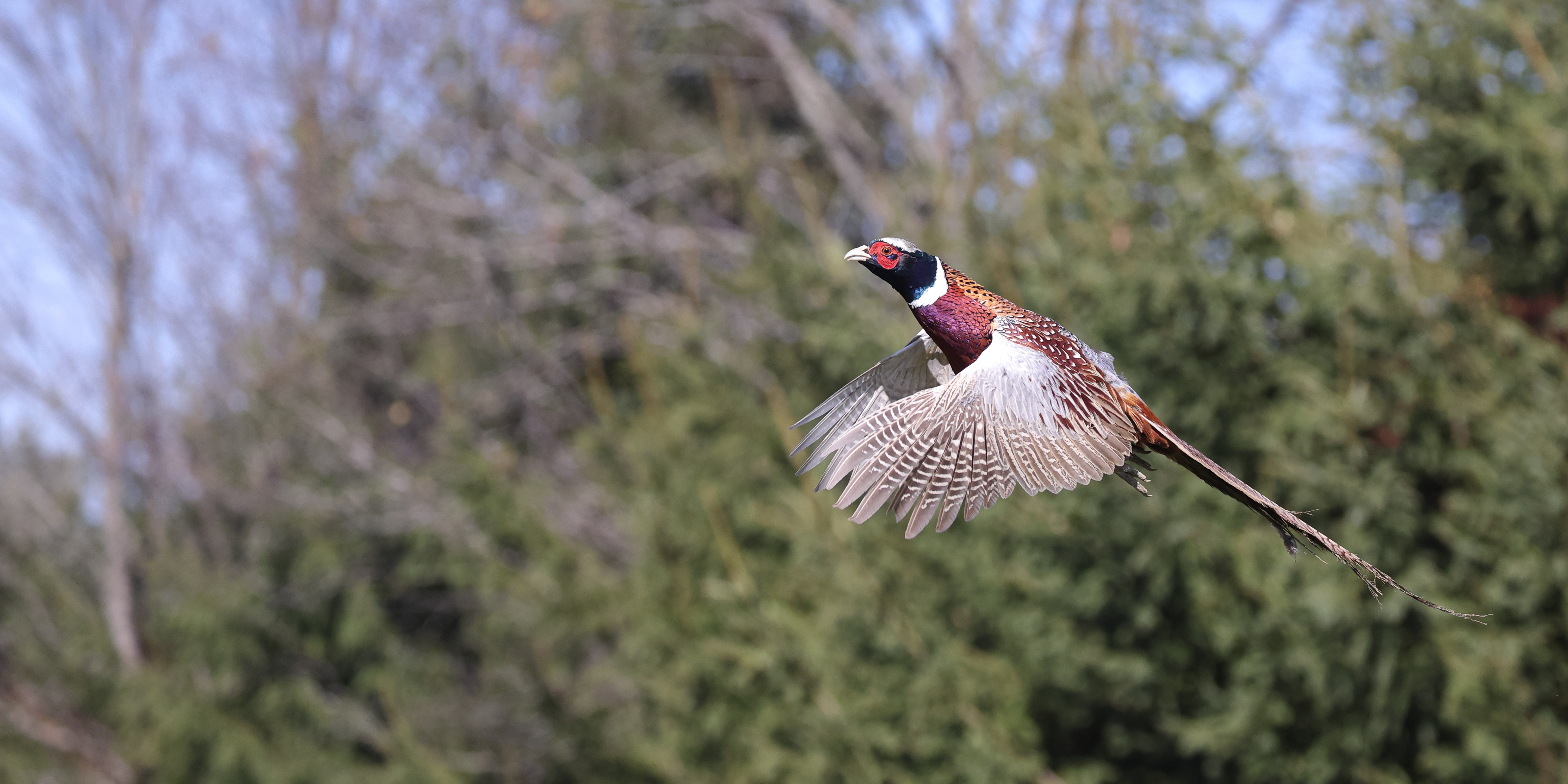 pheasants