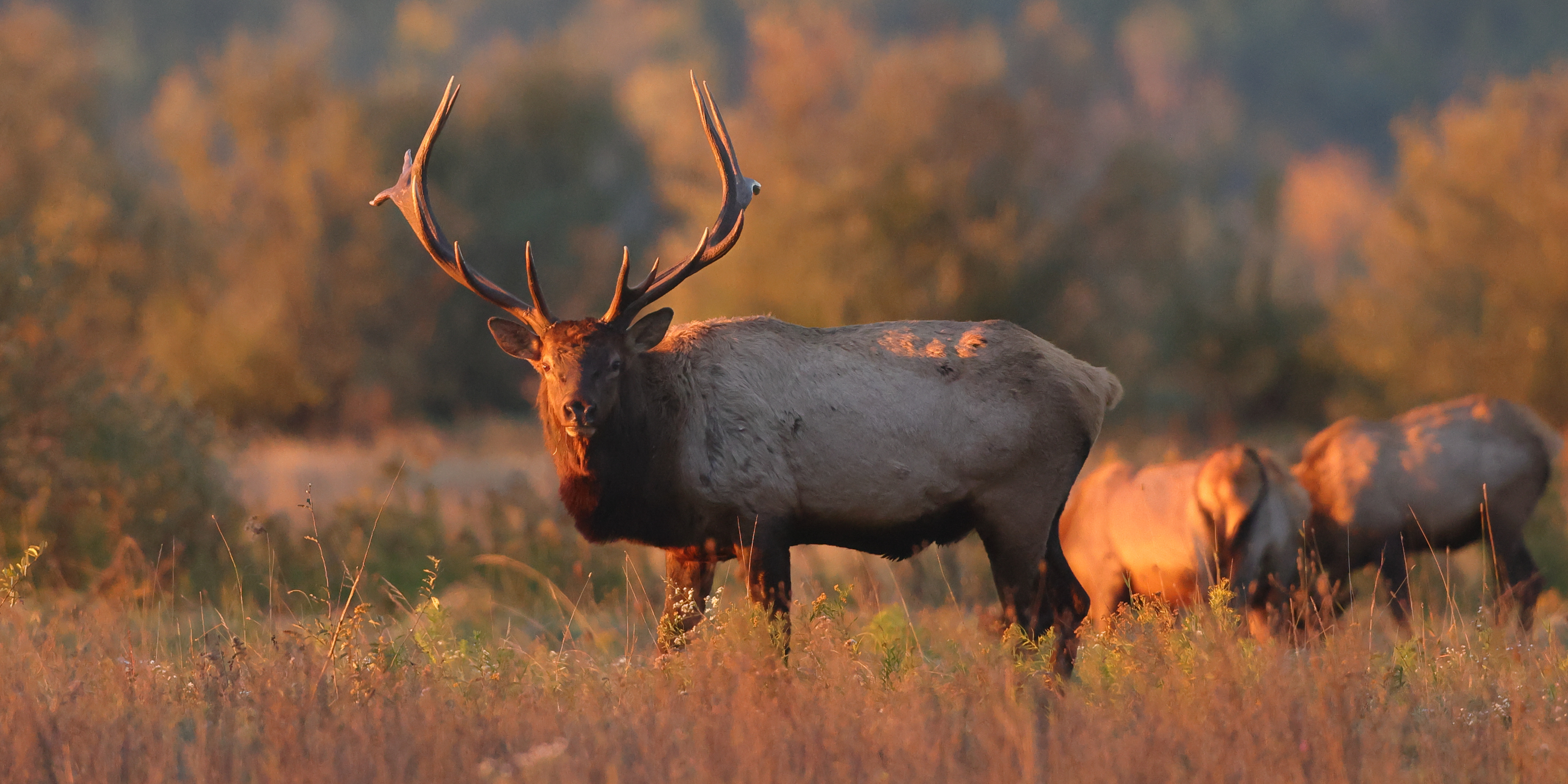 Elk Hunting | Game Commission | Commonwealth of Pennsylvania