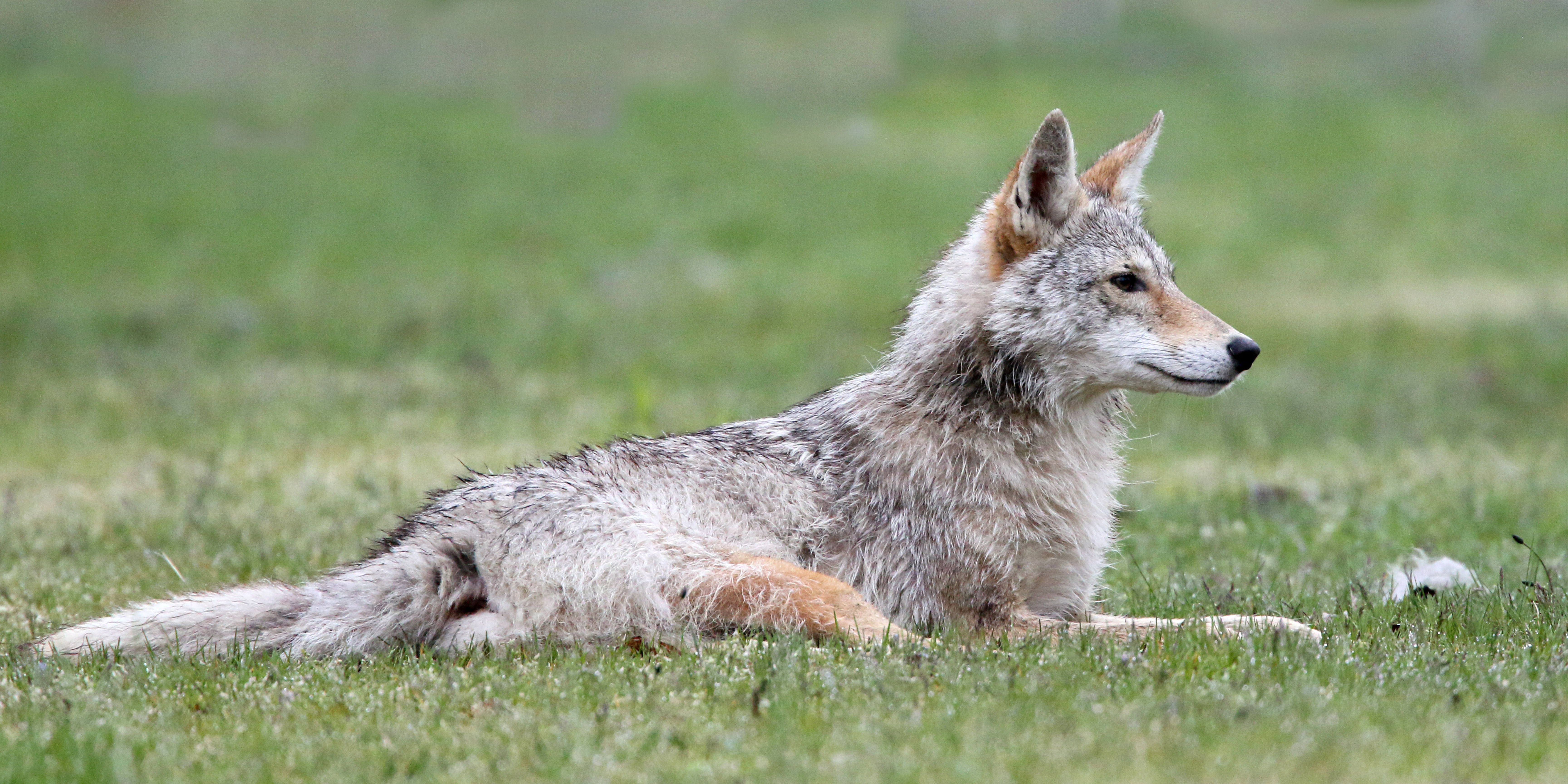 Snow Peak - CONPE10  Coyote コヨーテ　コロニスタ　colonista Snow Peak - CONPE10 Coyote コヨーテ コロニスタ colonistaの