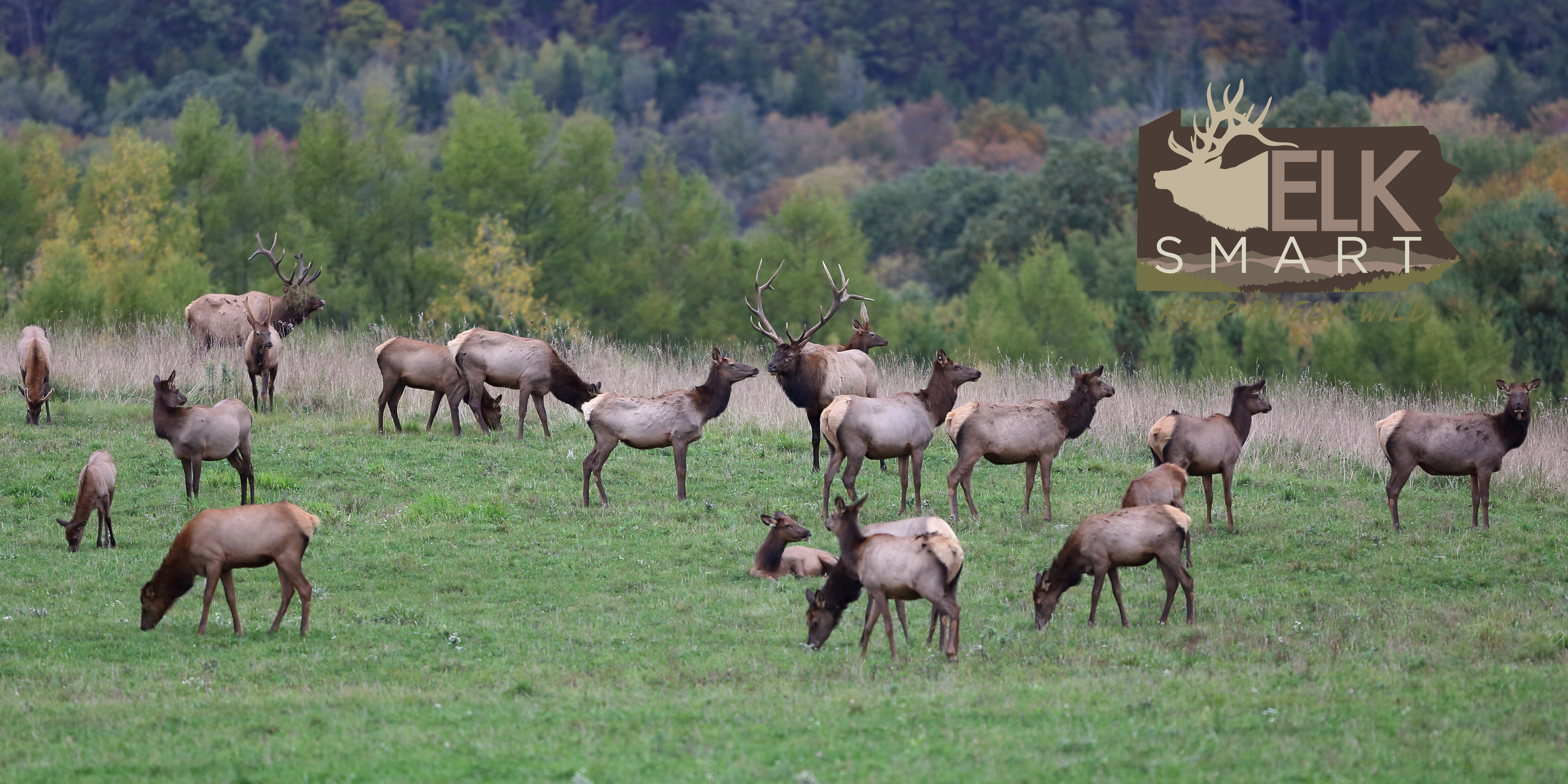 Elk Viewing in Pennsylvania | Game Commission | Commonwealth of Pennsylvania