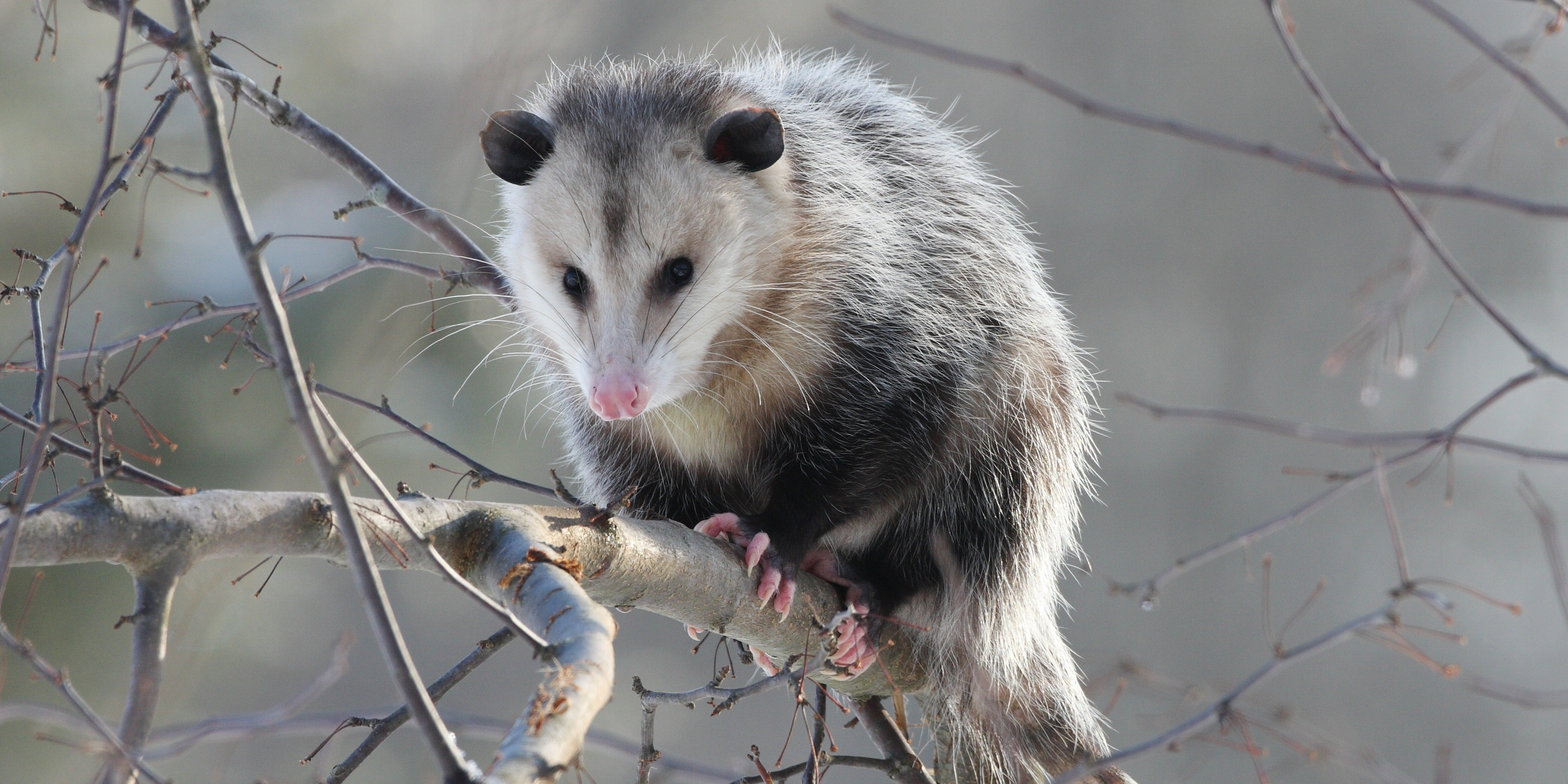 Opossum | Game Commission | Commonwealth of Pennsylvania